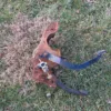 1983-1993 Ford Mustang Manual Clutch & Brake Pedal Assembly 5 speed T-5 Cobra GT