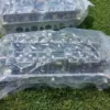 2003-2004 Ford Mustang Cobra Cylinder Heads 32V 4V 4.6L SVT  03 04 Mach 1 DB