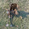 1983-1993 Ford Mustang Manual Clutch & Brake Pedal Assembly 5 speed T-5 Cobra GT