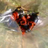 1989-93 Ford Mustang 5.0L Pro M 80mm Mass Air Meter & 30lb Injector Cobra GT LX - Image 2
