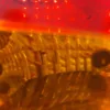 1999 2001 Ford Mustang COBRA Rear Tail Lights SVT 4.6L 99 01 4.6L 4V 32V Amber - Image 6