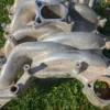 1999-2004 Ford Mustang 4.6L Professional Products Intake Manifold 2V GT Typhoon